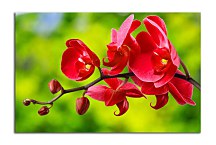 Obraz červená orchidea zs24762
